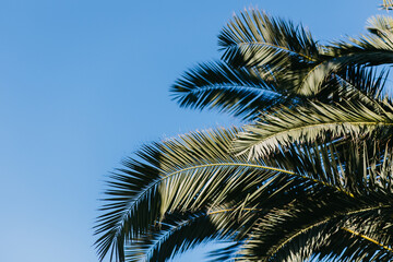 Fototapeta premium palm tree leafs on blue sky background