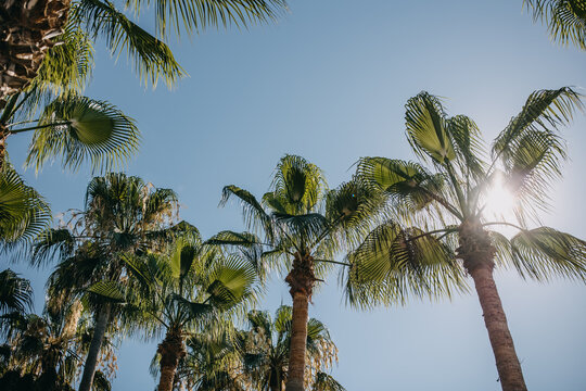 palm trees on blue sky background in bright sunlight.