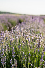 close up view of lavender flowers blooming in summer meadow.