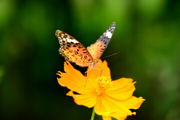 庭のオレンジ色