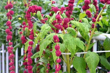 紐鶏頭 （ひもげいとう）