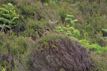 Whinchat (Saxicola rubetra), Rhu Beach, Rhu, Near Arisaig, Scotland