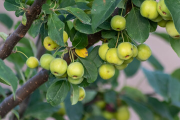 Unripe green cherry tree ripening in summer sunset in organic gardening idyll with green cherries with blurred background and copy space for healthy food harvest growing in cultivated plantation trees