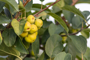 Unripe green cherry tree ripening in summer sunset in organic gardening idyll with green cherries with blurred background and copy space for healthy food harvest growing in cultivated plantation trees