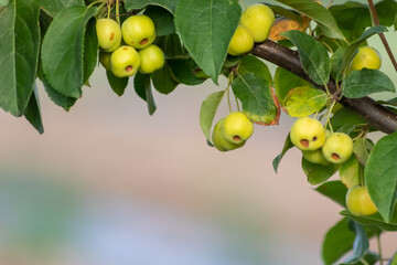 Unripe green cherry tree ripening in summer sunset in organic gardening idyll with green cherries with blurred background and copy space for healthy food harvest growing in cultivated plantation trees