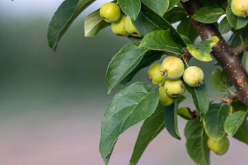 Unripe green cherry tree ripening in summer sunset in organic gardening idyll with green cherries with blurred background and copy space for healthy food harvest growing in cultivated plantation trees