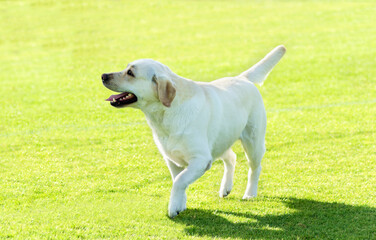 A young beautiful white labrador retriever standing happily on the lawn. Lab dogs are very friendly...