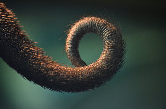 Tail close-up