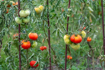 Cherry tomatoes grown at home and ripening and hanging in the vegetable garden as organic food and organic vegetables for a healthy nutrition without pesticides for vegetarians and vegans cultivated