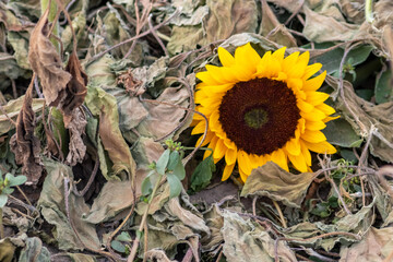 Drought with dry and withered sunflowers in extreme heat periode with hot temperatures and no...