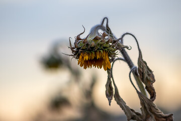 Drought with dry and withered sunflowers in extreme heat periode with hot temperatures and no rainfall due to global warming causes crop shortfall with water shortage on agricultural sunflower fields