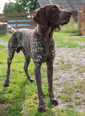 Exterior of german shorthaired pointer dog. Kurzhaar appearance