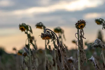 Fototapeten Drought with dry and withered sunflowers in extreme heat periode with hot temperatures and no rainfall due to global warming causes crop shortfall with water shortage on agricultural sunflower fields © sunakri