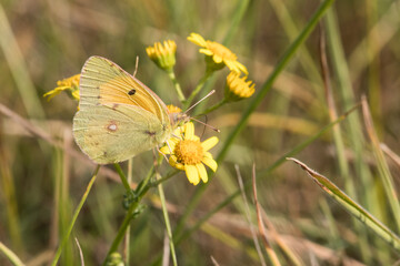 Clouded Yellow (Colias croceus)