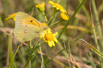 Clouded Yellow (Colias croceus)