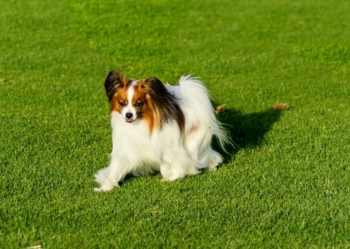 A small white and red papillon dog (aka Continental toy spaniel) walking on the grass looking very friendly and beautiful on a green background