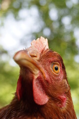 Close-up einer jungen Henne