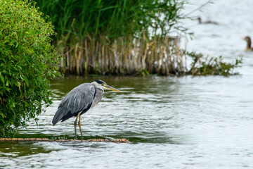 Grey heron standing at lake