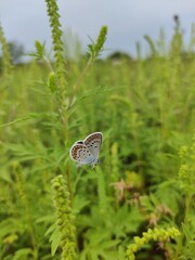 butterfly on a green grass