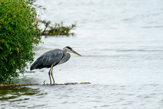 Grey heron standing at lake