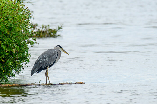 Grey heron standing at lake