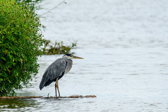 Grey heron standing at lake