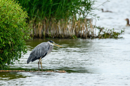 Grey heron standing at lake