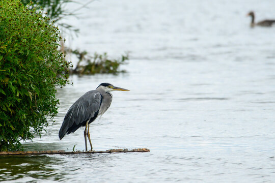 Grey heron standing at lake