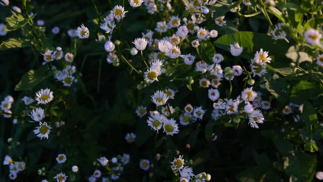 Crop view of the blooming daisies field in spring.