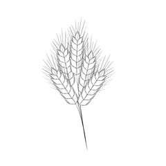 Hand-drawn wheat spikelets, sketch. Vector illustration of wheat frames. Simple pencil style.