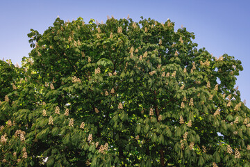 Fototapeta na wymiar Spring leaf of Horse chestnut tree in Poland