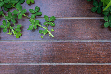 Green vine leaves on Wood planks floor that grows naturally background with copy space