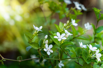 White jasmine flowers in a garden with green leaf nature background,It is a tropical plant in Asia.