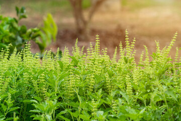 Thai basil field large bush of sweet basil with blooming flower and white petals.Blossom homegrown culinary herb at organic backyard garden nature background of basil native to Southeast Asia.