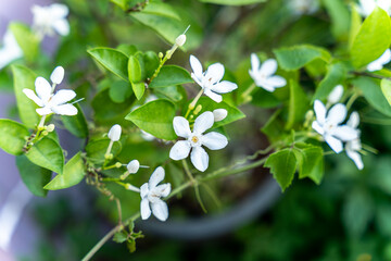 White jasmine flowers in a garden with green leaf nature background,It is a tropical plant in Asia.