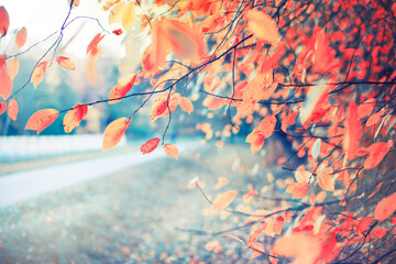 beautiful autumn nature background with colorful red and yellow leaves 