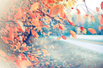 beautiful autumn nature background with colorful red and yellow leaves 