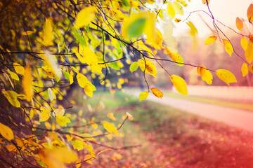 Obraz premium beautiful autumn nature background with colorful red and yellow leaves 