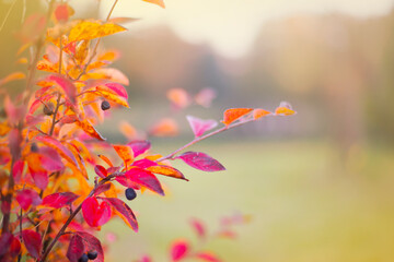 Fototapeta na wymiar Beautiful autumn background with colorful leaves 