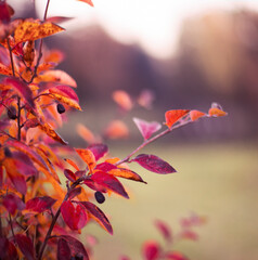 Beautiful autumn background with colorful leaves 