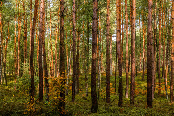 Fototapeta na wymiar Dutch forest in late summer