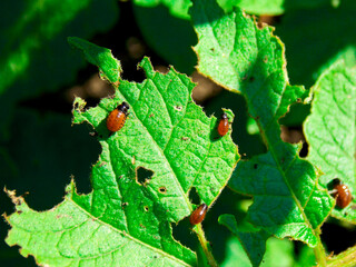 Colorado beetles eat a leaf