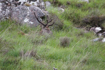 Red Deer (Cervus elaphus) at Applecross, Scotland