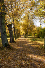 Naklejka premium Path with avenue trees and autumn leaves