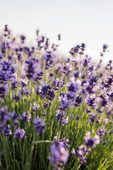 close up view of purple lavender flowers blossoming in field.
