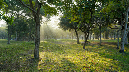 Fototapeta na wymiar Daan Forest Park sunshine