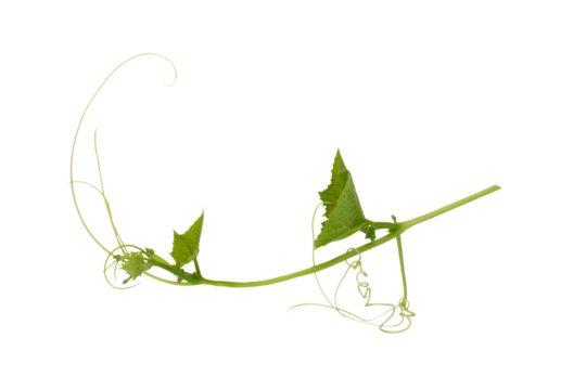 Green leaves isolated on alpha background