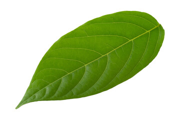 Fototapeta na wymiar green leaf isolated on alpha background.