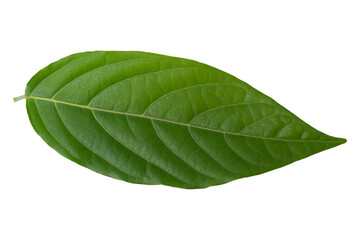 Obraz premium green leaf isolated on alpha background.