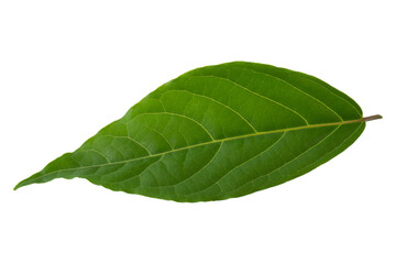 green leaf isolated on alpha background.